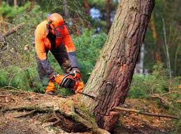 How Our Tree Care Process Works  in  Wewahitchka, FL