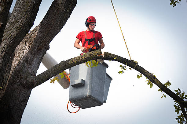 Best Hazardous Tree Removal  in Wewahitchka, FL