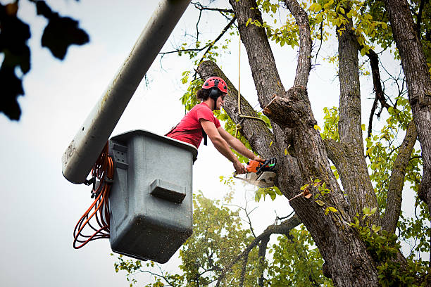 Best Leaf Removal  in Wewahitchka, FL