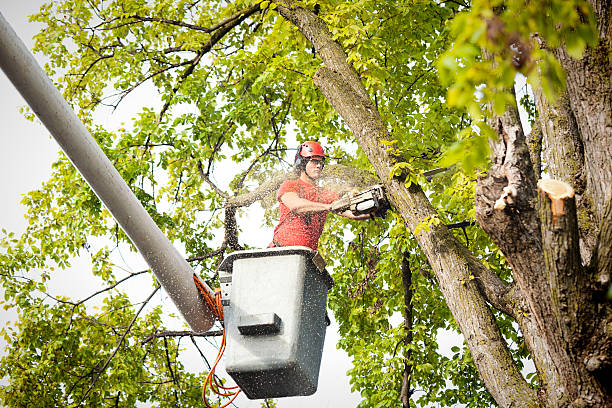 Best Tree Maintenance Programs  in Wewahitchka, FL